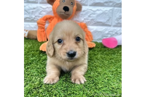 成約済の愛知県のミニチュアダックスフンド(ロングヘアード)-370242の1枚目