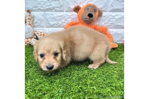 成約済の愛知県のミニチュアダックスフンド(ロングヘアード)-370242の5枚目