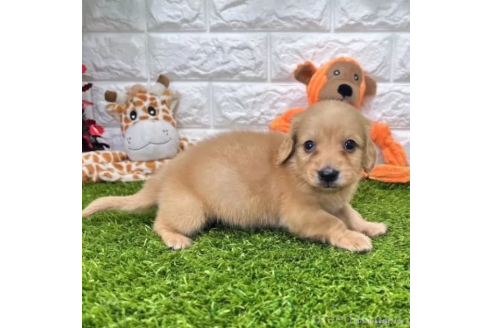 成約済の愛知県のミニチュアダックスフンド(ロングヘアード)-370242の4枚目