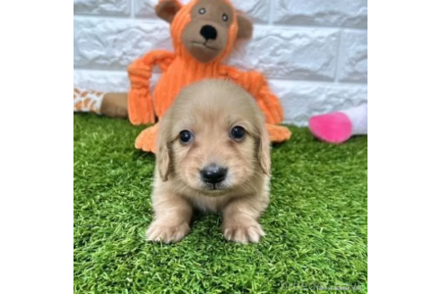 成約済の愛知県のミニチュアダックスフンド(ロングヘアード)-370242の3枚目