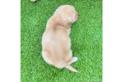 成約済の愛知県のミニチュアダックスフンド(ロングヘアード)-370242の2枚目