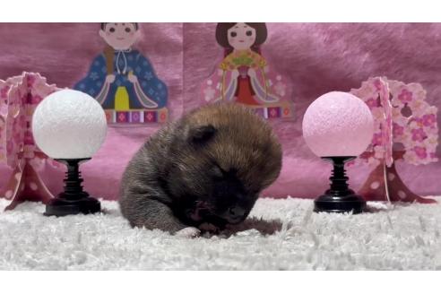 成約済の千葉県の柴犬-370266の5枚目
