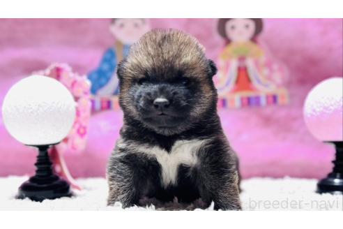 成約済のの柴犬-370266