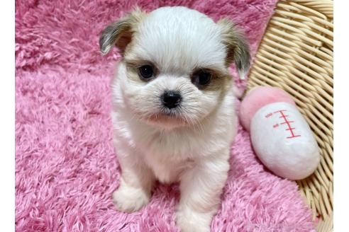 成約済の秋田県のチワズー:チワワ×シーズー-370283の11枚目