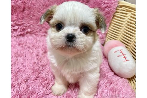 成約済の秋田県のチワズー:チワワ×シーズー-370283の10枚目