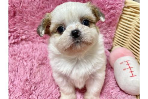 成約済の秋田県のチワズー:チワワ×シーズー-370283の9枚目