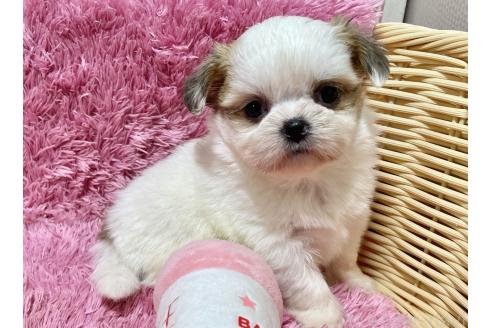 成約済の秋田県のチワズー:チワワ×シーズー-370283の8枚目