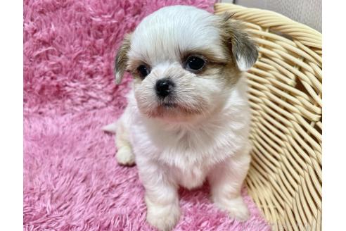 成約済の秋田県のチワズー:チワワ×シーズー-370283の7枚目