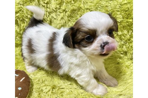 成約済の秋田県のチワズー:チワワ×シーズー-370284の13枚目