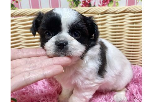 成約済の秋田県のチワズー:チワワ×シーズー-370281の10枚目