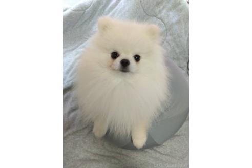 ワッフルくん1枚目