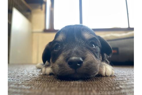 販売中の東京都のミックス犬-370059の4枚目