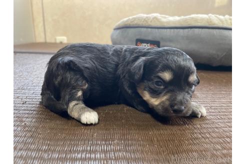 販売中の東京都のミックス犬-370059の3枚目