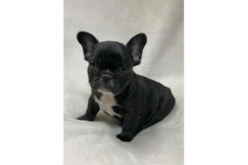 成約済の山口県のフレンチブルドッグ-363705の1枚目