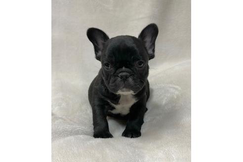 成約済の山口県のフレンチブルドッグ-363705の5枚目