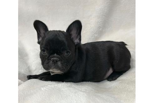 成約済の山口県のフレンチブルドッグ-363705の4枚目