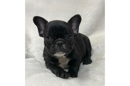 成約済の山口県のフレンチブルドッグ-363705の3枚目