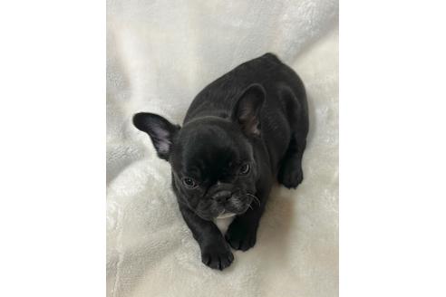 成約済の山口県のフレンチブルドッグ-363705の2枚目