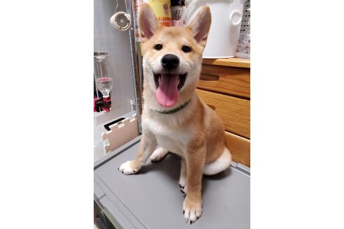 販売中の千葉県の柴犬-356791の6枚目
