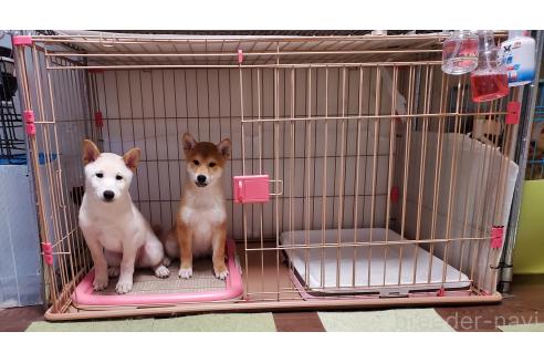 販売中の千葉県の柴犬-356791の4枚目
