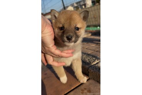成約済の三重県の豆柴-370307の11枚目