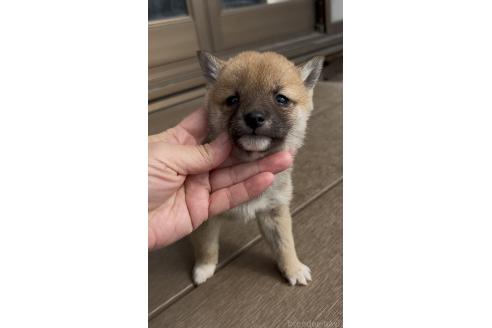 成約済の三重県の豆柴-370307の6枚目