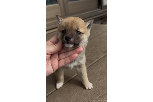 成約済の三重県の豆柴-370307の5枚目