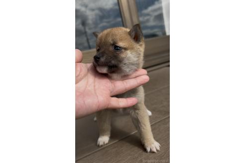 成約済の三重県の豆柴-370307の3枚目