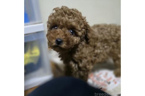 成約済の岡山県のトイプードル-362130の2枚目