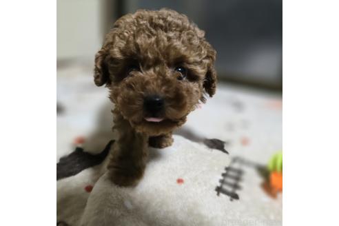 成約済の岡山県のトイプードル-362130