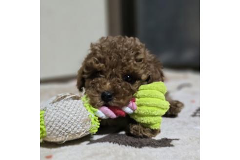 成約済の岡山県のトイプードル-362127の4枚目