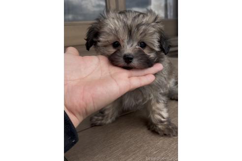 成約済の三重県のミックス犬-370312の10枚目
