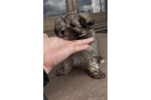 成約済の三重県のミックス犬-370312の8枚目