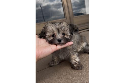 成約済の三重県のミックス犬-370312の6枚目