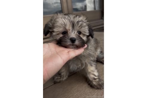 成約済の三重県のミックス犬-370312の2枚目