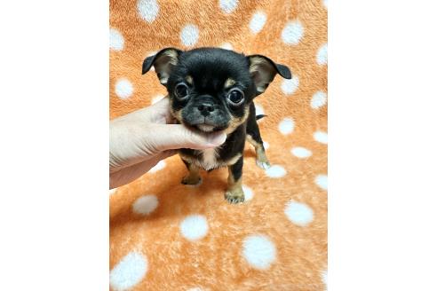 成約済の福島県のチワワ(スムースコート)-370319の1枚目