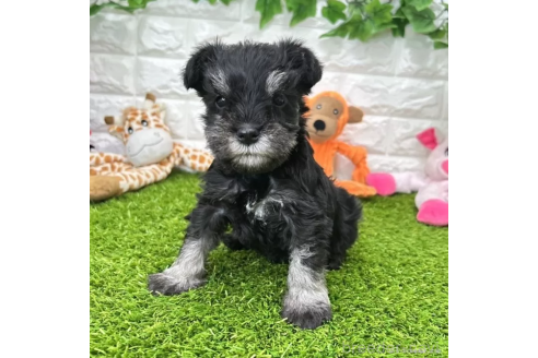 成約済の愛知県のミニチュアシュナウザー-368137の1枚目