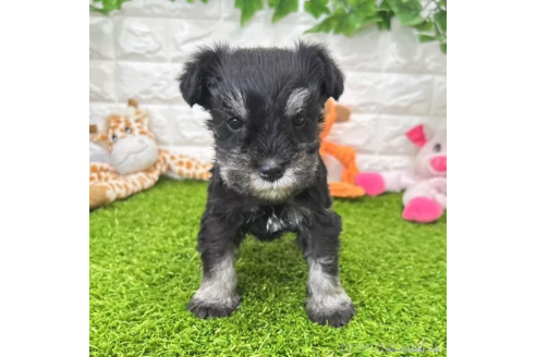 成約済の愛知県のミニチュアシュナウザー-368137の3枚目