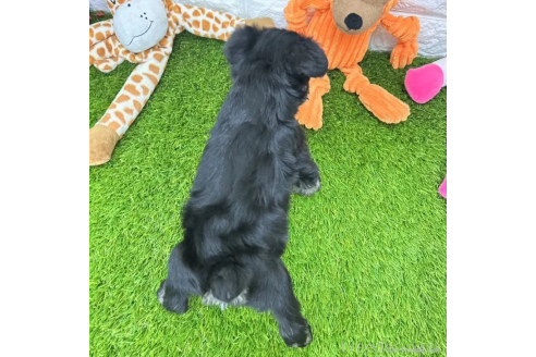 成約済の愛知県のミニチュアシュナウザー-368137の2枚目