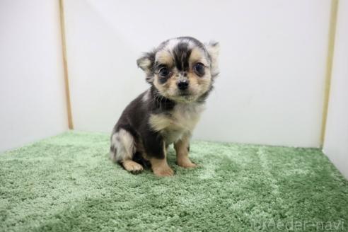 成約済の群馬県のチワワ(ロングコート)-367909の2枚目