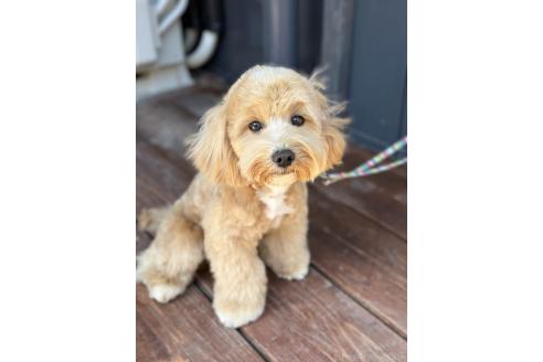 成約済の山口県のマルプー:マルチーズ×トイプードル-337836の3枚目