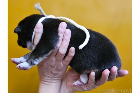 成約済の長野県のオーストラリアンシェパード-370398の11枚目