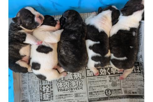 販売中の愛知県のフレンチブルドッグ-370400の7枚目