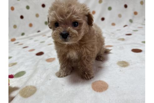 成約済の岐阜県のミックス犬-370409の2枚目