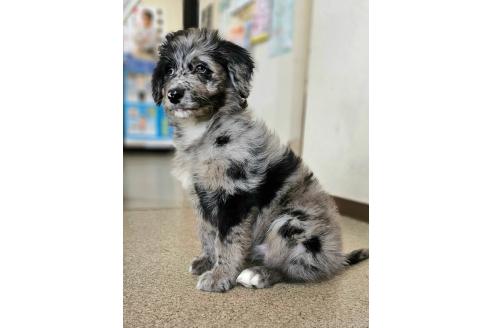 成約済の長野県のミックス犬-356122の10枚目