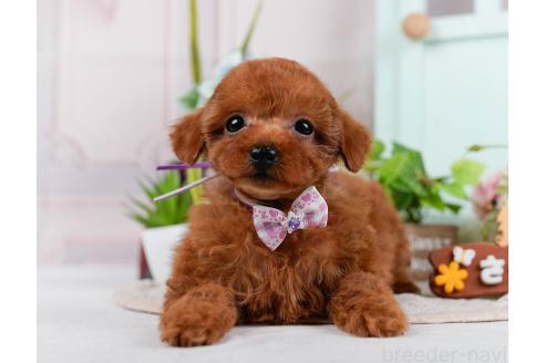 成約済の神奈川県のタイニープードル-370410の1枚目