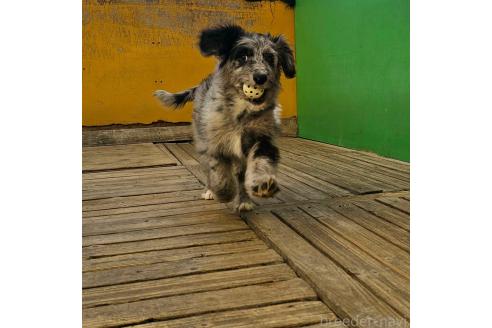 成約済の長野県のミックス犬-356122の7枚目