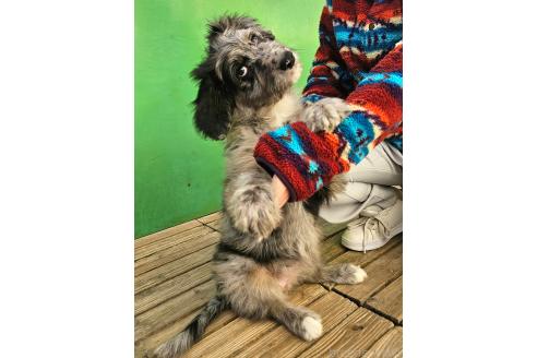 成約済の長野県のミックス犬-356122の5枚目