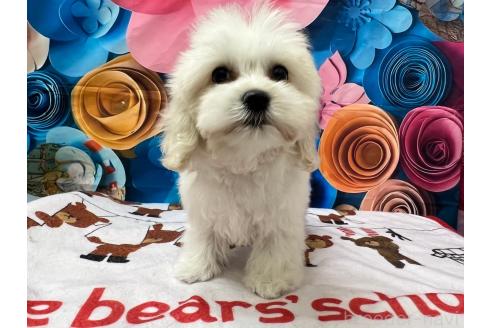 成約済の北海道のミックス犬-362245の5枚目