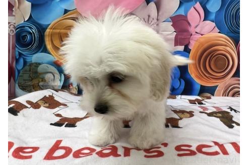 成約済の北海道のミックス犬-362245の2枚目